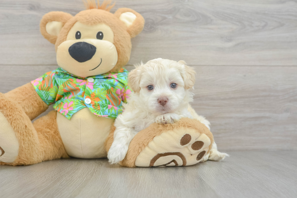 Havapoo Pup Being Cute