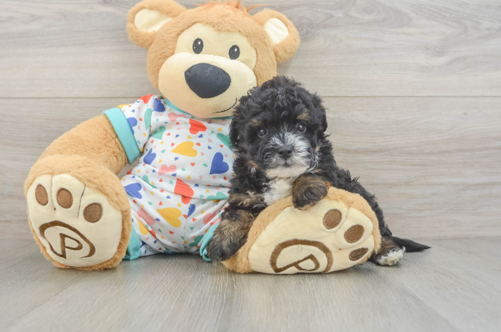 6 week old Havapoo Puppy For Sale - Florida Fur Babies