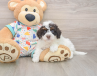 5 week old Havapoo Puppy For Sale - Florida Fur Babies