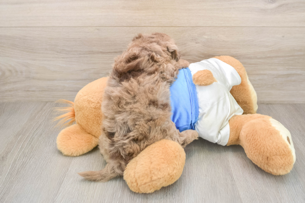 Small Havapoo Baby