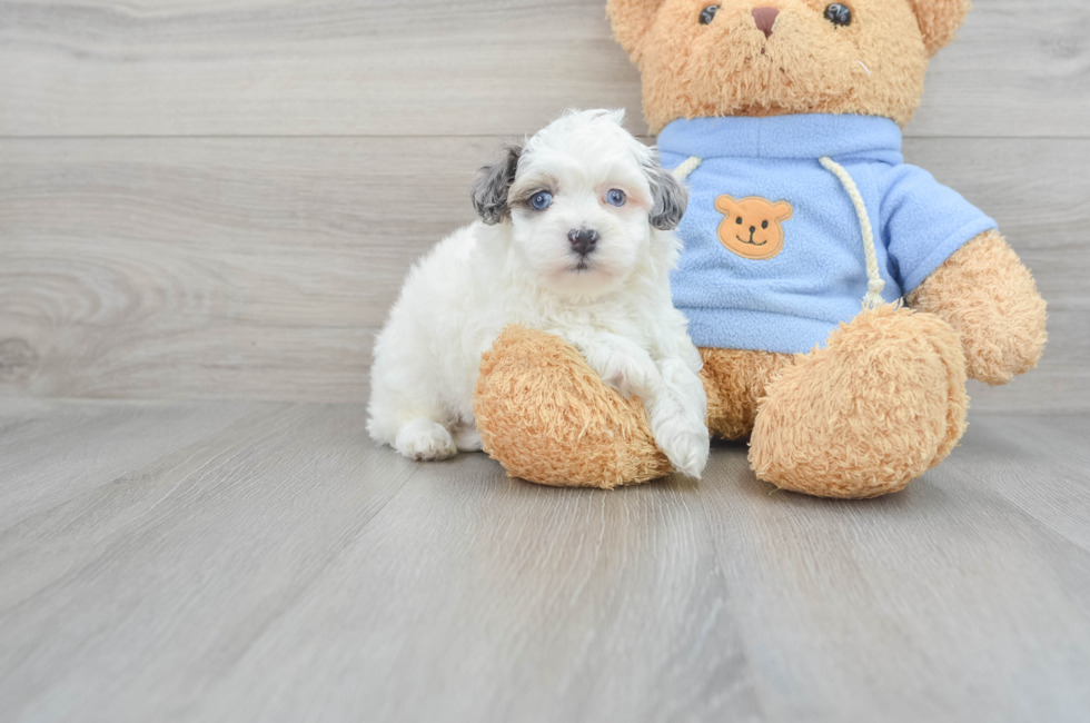 6 week old Havapoo Puppy For Sale - Florida Fur Babies