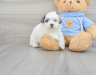 7 week old Havapoo Puppy For Sale - Florida Fur Babies
