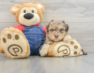 8 week old Havapoo Puppy For Sale - Florida Fur Babies