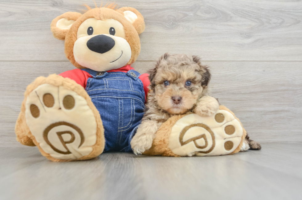 5 week old Havapoo Puppy For Sale - Florida Fur Babies