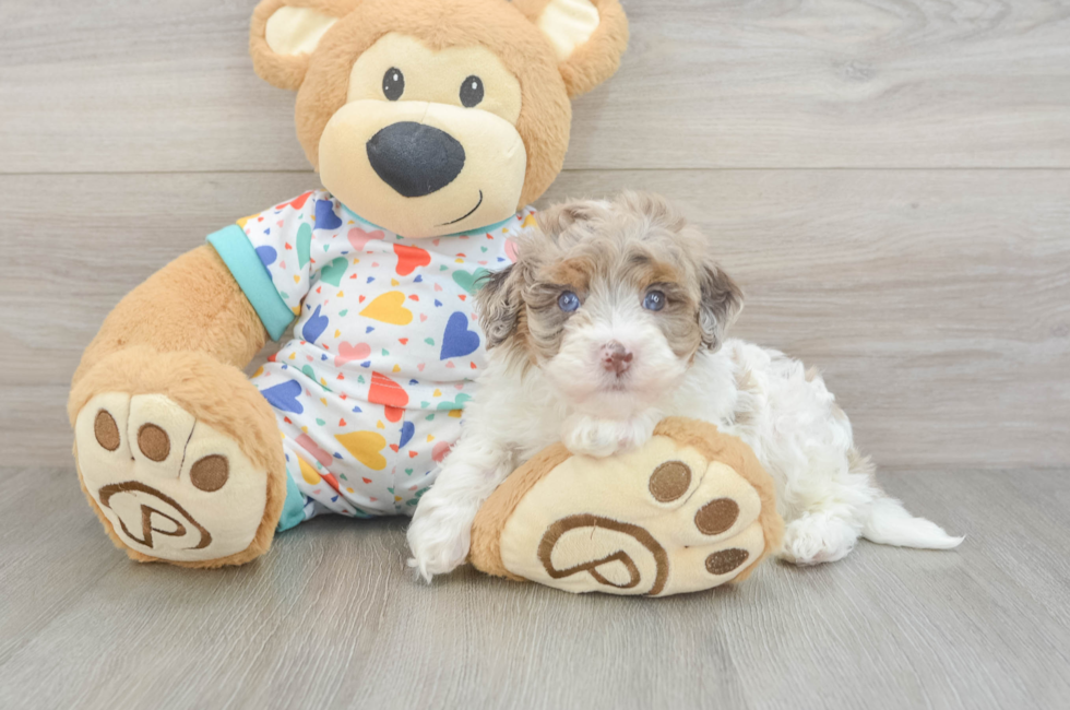 5 week old Havapoo Puppy For Sale - Florida Fur Babies
