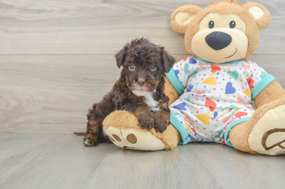 6 week old Havapoo Puppy For Sale - Florida Fur Babies