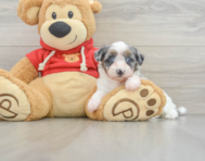 10 week old Havapoo Puppy For Sale - Florida Fur Babies