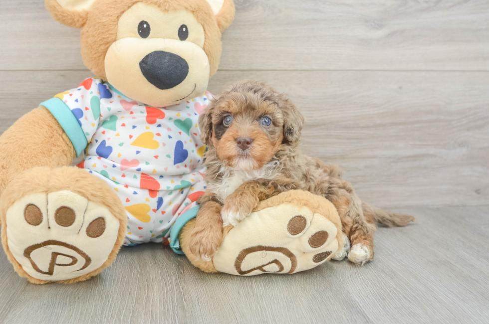 6 week old Havapoo Puppy For Sale - Florida Fur Babies