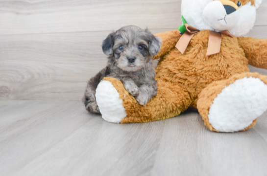 28 week old Havapoo Puppy For Sale - Florida Fur Babies