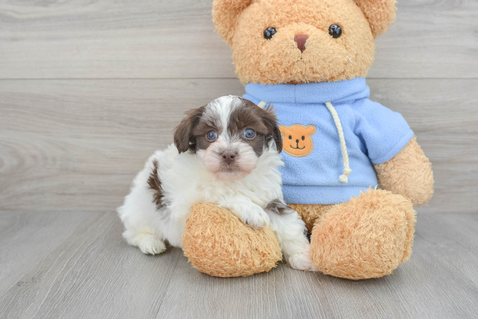 Havapoo Puppy for Adoption