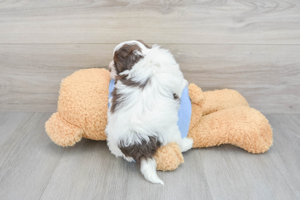 Smart Havapoo Poodle Mix Pup