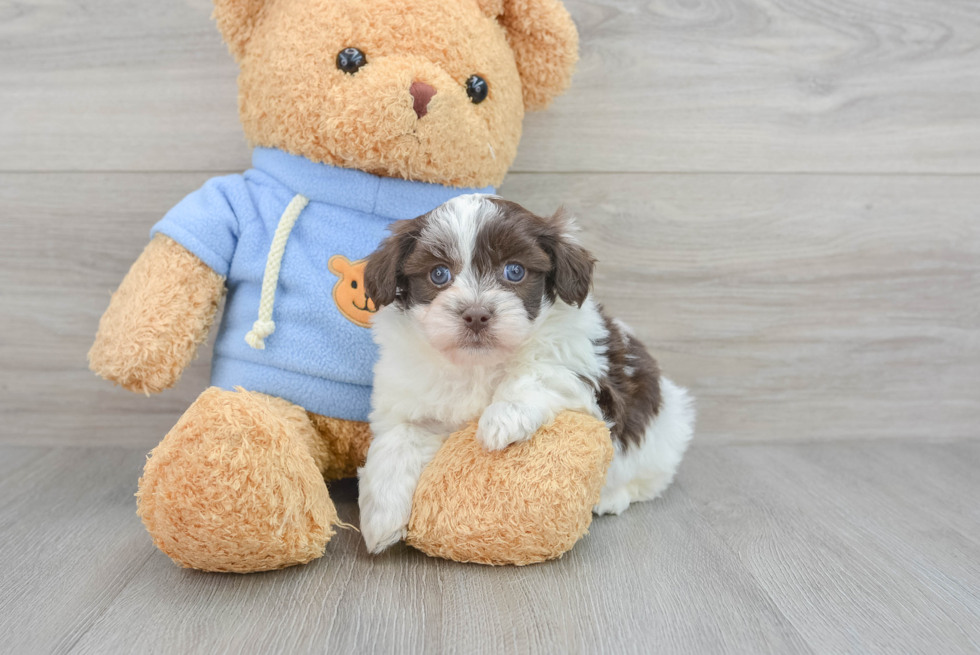 Petite Havapoo Poodle Mix Pup