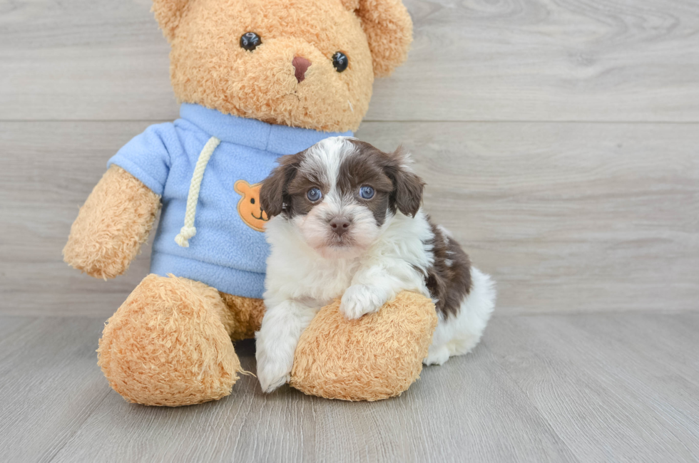 7 week old Havapoo Puppy For Sale - Florida Fur Babies