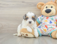 9 week old Havapoo Puppy For Sale - Florida Fur Babies