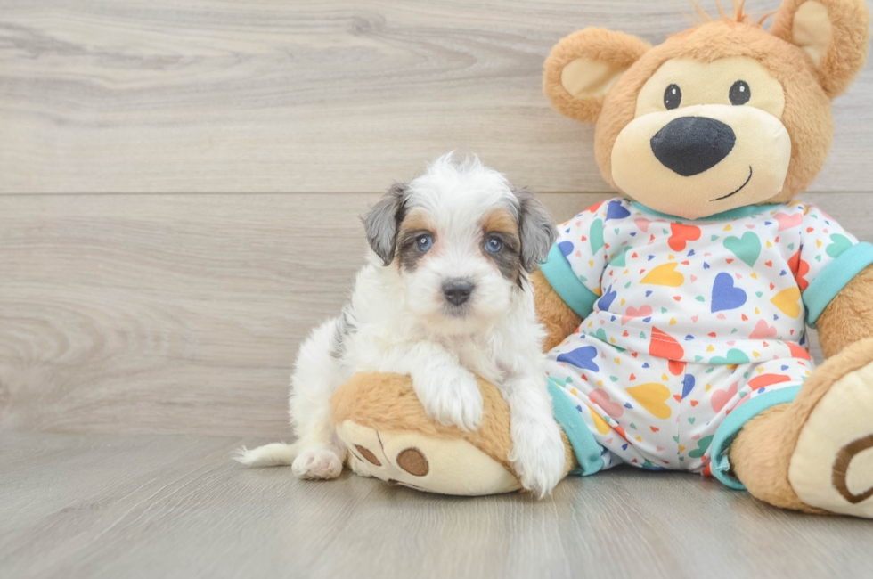 6 week old Havapoo Puppy For Sale - Florida Fur Babies