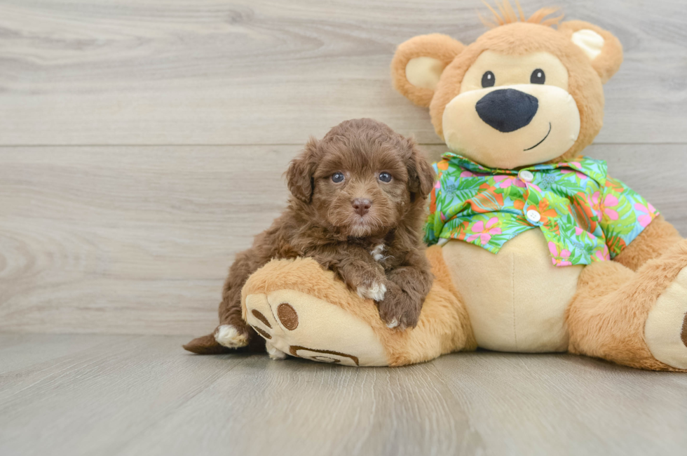 5 week old Havapoo Puppy For Sale - Florida Fur Babies