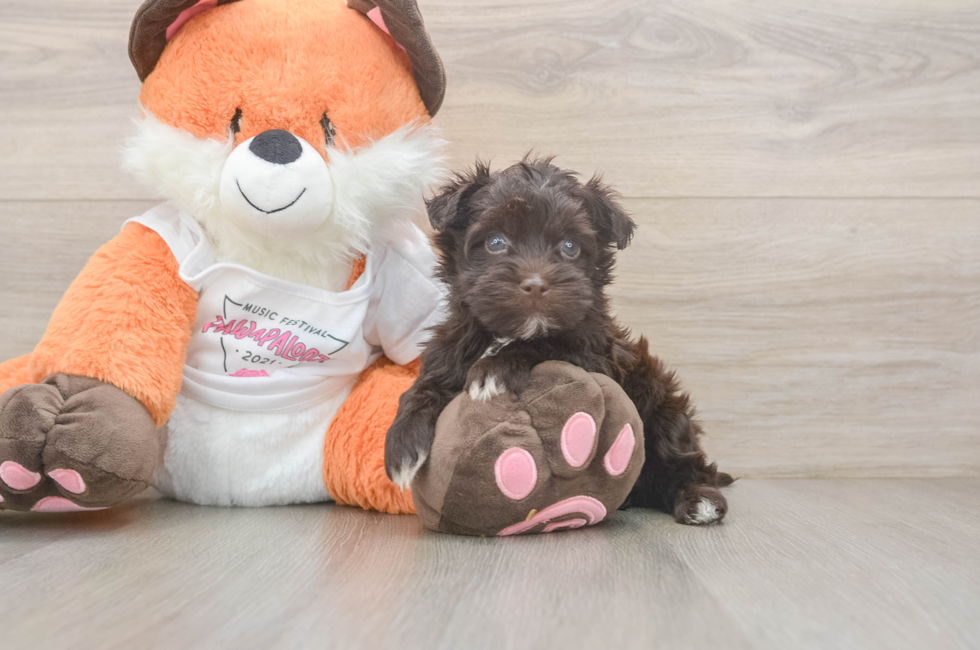 5 week old Havapoo Puppy For Sale - Florida Fur Babies