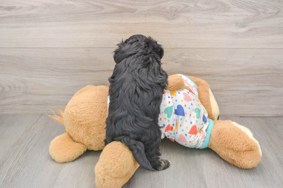 Popular Havapoo Poodle Mix Pup
