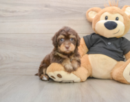 7 week old Havapoo Puppy For Sale - Florida Fur Babies