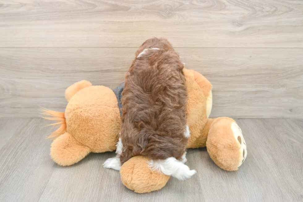 Havapoo Pup Being Cute