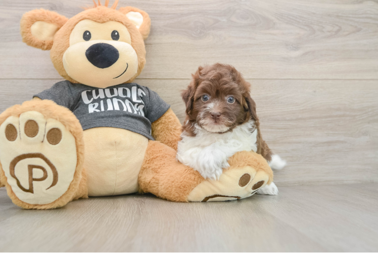Havapoo Pup Being Cute