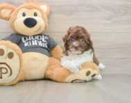 9 week old Havapoo Puppy For Sale - Florida Fur Babies