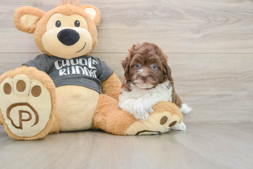 Havapoo Pup Being Cute