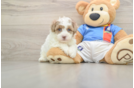 Havapoo Puppy for Adoption