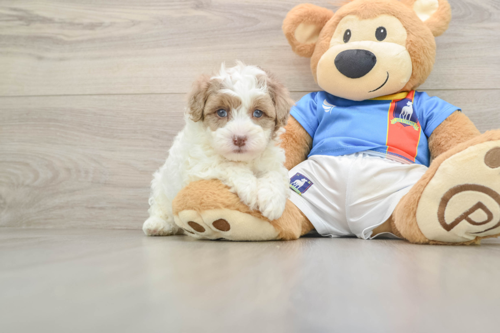 Havapoo Puppy for Adoption
