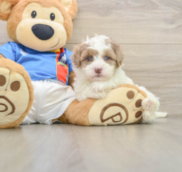 5 week old Havapoo Puppy For Sale - Florida Fur Babies