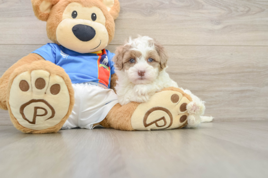 Adorable Havadoodle Poodle Mix Puppy