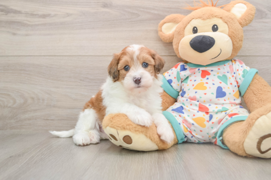 Little Havadoodle Poodle Mix Puppy