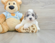 8 week old Havapoo Puppy For Sale - Florida Fur Babies