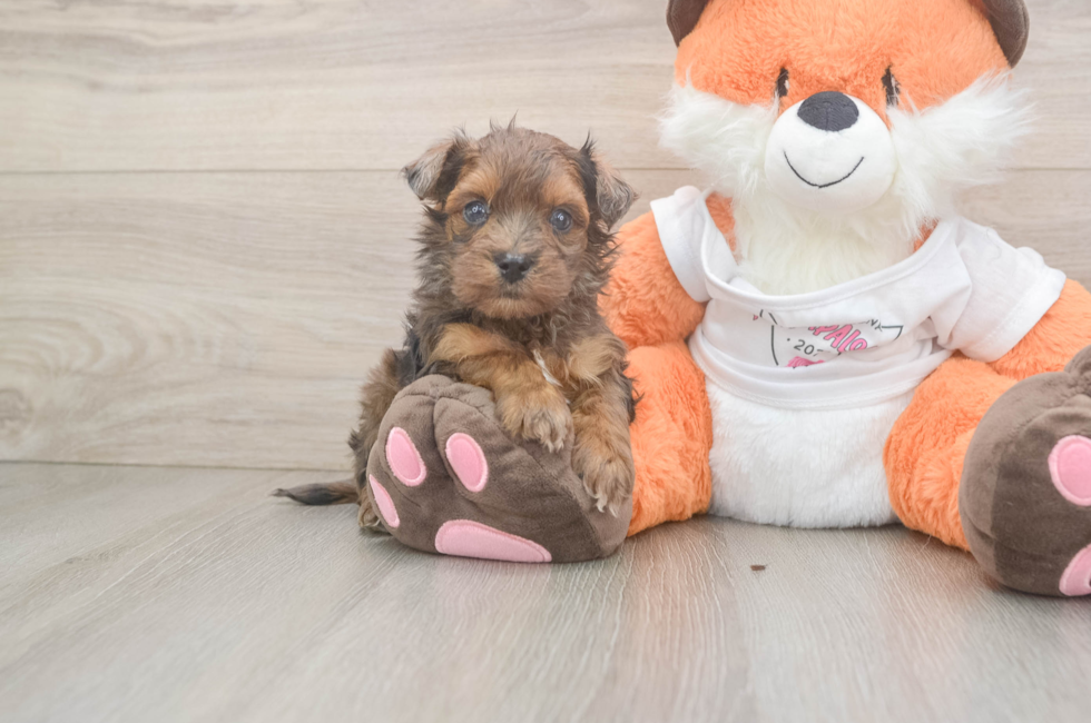 5 week old Havapoo Puppy For Sale - Florida Fur Babies