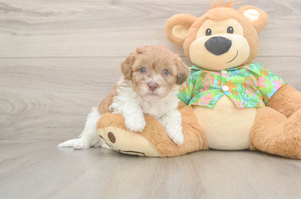 5 week old Havapoo Puppy For Sale - Florida Fur Babies