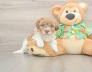 7 week old Havapoo Puppy For Sale - Florida Fur Babies 7 week old Havapoo Puppy For Sale - Florida Fur Babies