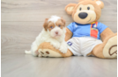 Havapoo Puppy for Adoption