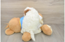 Havapoo Puppy for Adoption