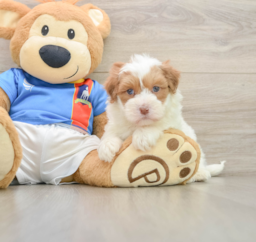 5 week old Havapoo Puppy For Sale - Florida Fur Babies