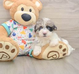 7 week old Havapoo Puppy For Sale - Florida Fur Babies