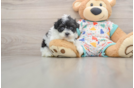 Havapoo Pup Being Cute