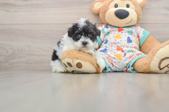 Havapoo Pup Being Cute