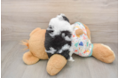 Best Havapoo Baby