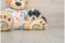 Havapoo Pup Being Cute
