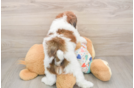 Havapoo Puppy for Adoption