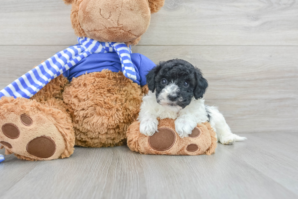 Playful Havanese Poodle Mix Puppy