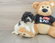 7 week old Havapoo Puppy For Sale - Florida Fur Babies