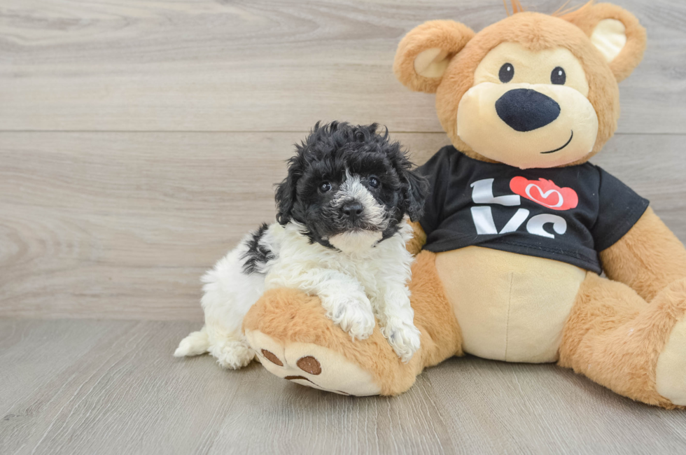6 week old Havapoo Puppy For Sale - Florida Fur Babies