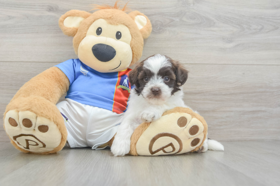 5 week old Havapoo Puppy For Sale - Florida Fur Babies