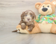 6 week old Havapoo Puppy For Sale - Florida Fur Babies